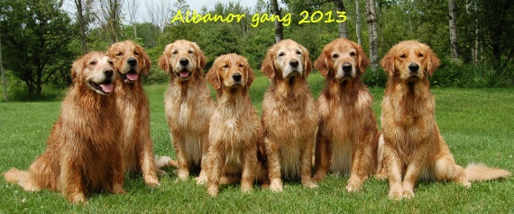 Golden retriever deals breeders quebec